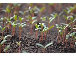 El Gobierno adapta la normativa nacional sobre sanidad vegetal a los nuevos reglamentos de la UE