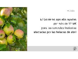 El Gobierno aprueba ayudas por más de 12 millones de euros para las centrales frutícolas afectadas por las heladas de abril