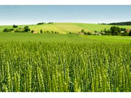 El Gobierno aprueba el nuevo plan de seguros agrarios dotado con 284,52 millones de euros para subvencionar las pólizas en 2024