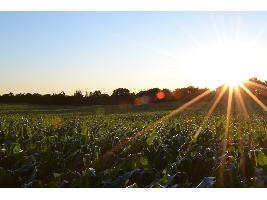 El Gobierno aprueba el real decreto que dará continuidad a las ayudas de la Política Agraria Común (PAC) en 2021 y 2022.