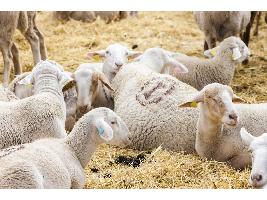 El Gobierno aprueba la concesión de ayudas para la reposición de ganado en las explotaciones afectadas por la viruela ovina y caprina