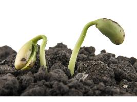 El Gobierno aprueba nuevas normas para favorecer la nutrición sostenible de los suelos agrarios