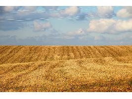 El Gobierno aprueba un paquete de ayudas de 430 millones de euros en medidas específicas para el sector agrario y pesquero