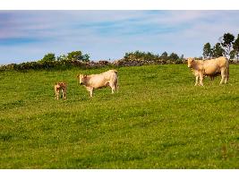 El Gobierno autoriza el reparto territorial de 4,3 millones de euros para financiar programas de sanidad animal