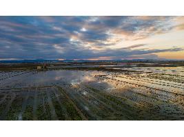 El Gobierno concede una ayuda de 3.000 euros por hectárea a los arroceros de la Albufera de Valencia que no puedan sembrar esta campaña
