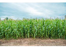 El Gobierno destina 660 millones de euros en ayudas directas para compensar a agricultores, ganaderos y pescadores por la subida del precio de carburantes y fertilizantes