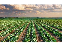El Gobierno flexibiliza los requisitos para el cobro de ayudas de la PAC en los sectores de frutas y hortalizas y del vino