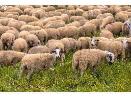El Gobierno publica la orden de módulos con importantes reducciones en el IRPF 2025 para 800.000 agricultores y ganaderos
