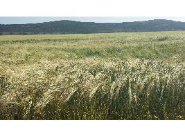 El Gobierno publica la orden de rebaja del IRPF 2019 que beneficia a agricultores y ganaderos afectados por sequía, por DANA y por problemas de mercado