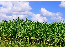 El INE revisa al alza el PIB agrícola, que sube 0,4 % anual en el cuarto trimestre de 2023