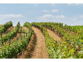 El Itacyl logra la mejora de la producción y la calidad de uva de la variedad Tempranillo a través de la gestión hídrica