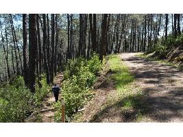 El mapa de la situación forestal en España