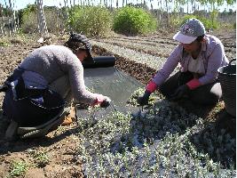 El Ministerio de Agricultura, Pesca y Alimentación convoca subvenciones por valor de 1,8 millones de euros para las entidades agrarias de titularidad compartida