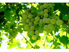 El Ministerio de Agricultura, Pesca y Alimentación activa la cosecha en verde de uva de vinificación a la que destina 21,4 millones de euros