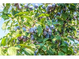 El Ministerio de Agricultura, Pesca y Alimentación analiza con el sector los buenos resultados de la campaña de la fruta de verano