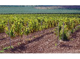 El Ministerio de Agricultura, Pesca y Alimentación distribuye autorizaciones para plantar 928 nuevas hectáreas de viñedo en 2024