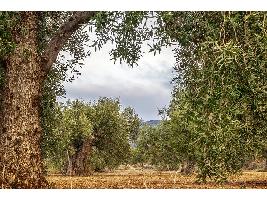 El Ministerio de Agricultura, Pesca y Alimentación inicia la consulta pública para la actualización normativa de los sectores oleícola y remolachero