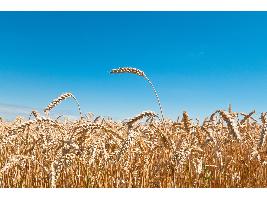 El Ministerio de Agricultura, Pesca y Alimentación inicia la consulta pública de la norma que regulará la comunicación de existencias de cereales, arroz y semillas oleaginosas y certificadas
