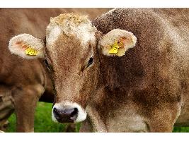 El Ministerio de Agricultura, Pesca y Alimentación saca a consulta pública un nuevo real decreto para mejorar el bienestar animal en las explotaciones ganaderas