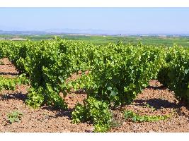 El Ministerio de Agricultura, Pesca y Alimentación somete a información pública varias modificaciones normativas sobre la aplicación del Plan Estratégico de la PAC