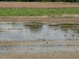 El Ministerio de Agricultura, Pesca y Alimentación abre información pública sobre un nuevo decreto de ayudas a damnificados por la dana