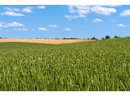 El Ministerio de Agricultura, Pesca y Alimentación convoca ayudas por 1,7 millones de euros para las explotaciones agrarias de titularidad compartida