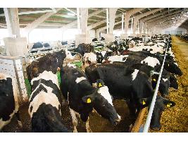 El Ministerio de Agricultura, Pesca y Alimentación realiza un nuevo pago de 9,1 millones de euros de la ayuda extraordinaria a los sectores ganaderos