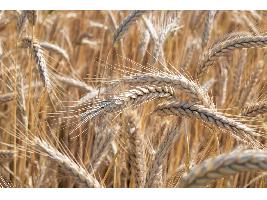 El Ministerio de Agricultura, Pesca y Alimentación inicia el trámite para la ampliación del plazo de presentación de la solicitud única de ayudas de la PAC 2024