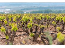 El Ministerio de Agricultura, Pesca y Alimentación ejecuta obras por valor de 1,95 millones de euros para ahorrar agua y energía en regadíos de La Rioja