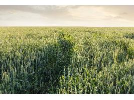 El Ministerio de Agricultura, Pesca y Alimentación remite a las comunidades autónomas la propuesta de modificación del Plan Estratégico de la PAC
