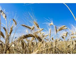 El Ministerio de Agricultura, Pesca y Alimentación incrementa los precios de los cultivos herbáceos para calcular las indemnizaciones de los seguros agrarios