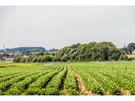 El Ministerio de Agricultura, Pesca y Alimentación inicia el procedimiento de consulta pública para flexibilizar el acceso a las ayudas a las organizaciones de productores de frutas y hortalizas