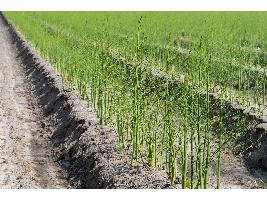 El Ministerio de Agricultura, Pesca y Alimentación apuesta por la agricultura familiar y profesional como garante de la sostenibilidad de la producción agroalimentaria