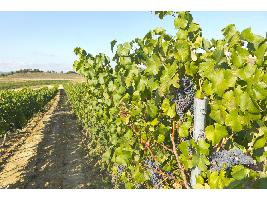 El Ministerio de Agricultura, Pesca y Alimentación distribuye autorizaciones para plantar 1.407 nuevas hectáreas de viñedo en 2023