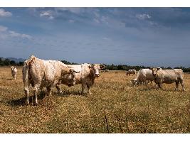 El Ministerio de Agricultura, Pesca y Alimentación completa el pago de la ayuda extraordinaria a sectores ganaderos por un total de 352,6 millones de euros