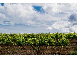 El Ministerio de Agricultura, Pesca y Alimentación homologa los contratos de compraventa de uva y de vino para las próximas tres campañas