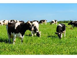 El Ministerio de Agricultura, Pesca y Alimentación y las comunidades autónomas activan el plan de control de la temperatura en viajes de animales vivos por carretera durante el verano