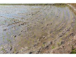 El Ministerio de Agricultura, Pesca y Alimentación informa al sector agrario del procedimiento para recibir las ayudas por los daños causados por el tren de borrascas