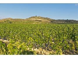 El Ministerio de Agricultura, Pesca y Alimentación autoriza 903 hectáreas nuevas de viñedo en 2026