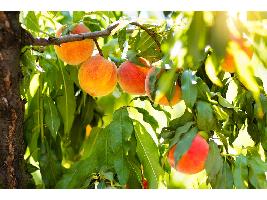 El Ministerio de Agricultura, Pesca y Alimentación abona 2,14 millones de euros de ayuda extraordinaria a 1.674 nuevos agricultores de frutales y frutos de cáscara