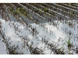 El Ministerio de Agricultura, Pesca y Alimentación convoca la línea ICO-MAPA-SAECA por 53,1 millones de euros para facilitar el acceso a la financiación a explotaciones agrarias afectadas por la Dana