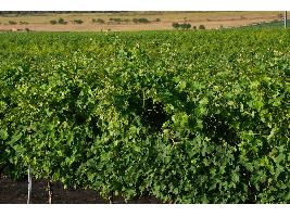 El Ministerio de Agricultura, Pesca y Alimentación reconoce 14 nuevos viñedos singulares en la Denominación de Origen Calificada Rioja