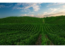 El Ministerio de Agricultura, Pesca y Alimentación convoca ayudas para la formación en el sector agroalimentario y forestal por nueve millones de euros
