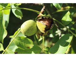 El Ministerio de Agricultura, Pesca y Alimentación abona casi 1,9 millones de euros de ayuda extraordinaria a 510 nuevos agricultores de frutales y frutos de cáscara