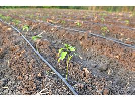 El Ministerio de Agricultura, Pesca y Alimentación constata un nuevo aumento del regadío eficiente en el campo español
