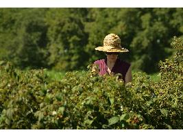El Ministerio de Agricultura, Pesca y Alimentación convoca subvenciones a entidades de mujeres rurales de ámbito nacional.