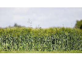 El Ministerio de Agricultura, Pesca y Alimentación aborda la situación del acceso a la tierra y su incidencia en el relevo generacional.