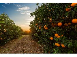 El Ministerio de Agricultura, Pesca y Alimentación somete a consulta pública un real decreto para flexibilizar las líneas de ayuda para frutas, hortalizas y viñedos