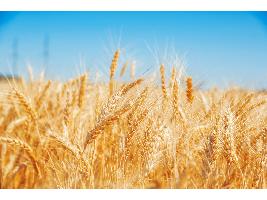 El Ministerio de Agricultura, Pesca y Alimentación lanza una publicación mensual con información sobre los rendimientos medios de más de 65 cultivos