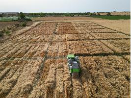 El Ministerio de Agricultura, Pesca y Alimentación concluye los ensayos de valor agronómico de nuevas variedades de cultivos de invierno